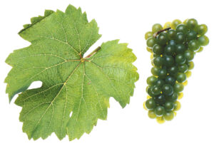 Riesling